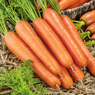 Carrot Lange Rote Stumpfe - Abundant Harvests, Excellent for Storage and Juices - Premium Seeds