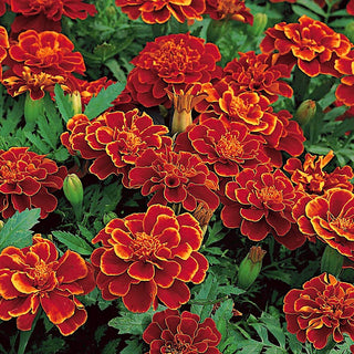 Tagete Red Cherry - Fioritura fino all’autunno - Tagetes patula nana - 1 kg