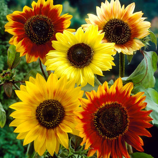 Girasole Autumn Beauty - Ideale per decorazioni e come sovescio - Helianthus annuus - Busta Gigante - 1 kg