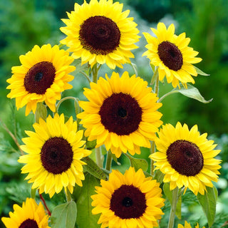 Girasole Henry Wilde - Facile da coltivare e crescita rapida fino a 200 cm - Helianthus annuus - Busta Gigante - 1 kg