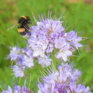 Facelia - Supporto ecologico per il suolo e le api - Phacelia tanacetifolia - 500 g - Semi Premium