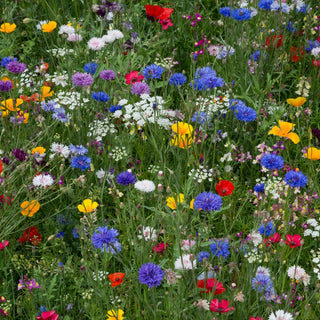 Pianta mellifera - miscuglio - Prezioso pascolo per le api, favorisce la biodiversità - Busta Grande - 1 kg