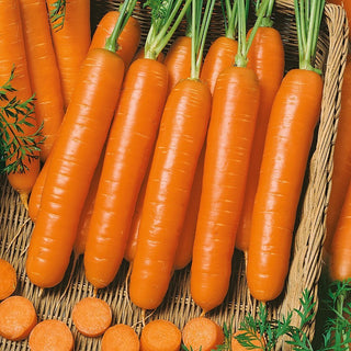 Carota Berlikumer 2 - Varietà tardiva, eccellente per la conservazione invernale - Busta Grande - 50 g