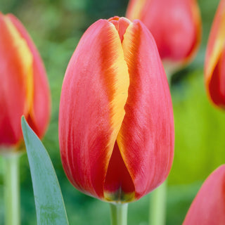 Tulipano - Worlds Friend - Tulipa - Raro da collezione - 5 bulbi