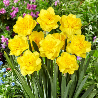 Narciso - Yellow Dream - Narcissus - Accento dorato in ogni aiuola - 5 bulbi