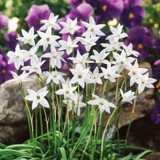 Ipheion - White Star - Profumo delicato, bianco incantevole - 10 bulbi