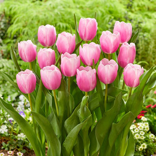 Tulipano - Argos - Tulipa - Rosa pastello romantica - 5 bulbi