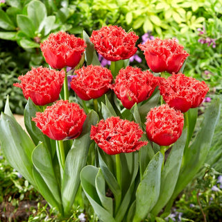 Tulipano - Bendigo - Tulipa - Colore vivace del giardino primaverile - 5 bulbi