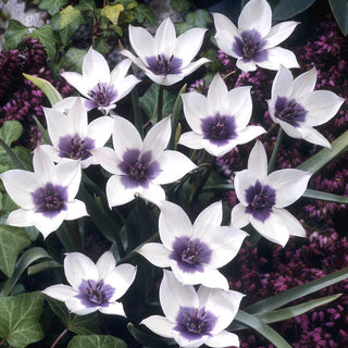 Tulipano - Alba coerulea ocul - Tulipa - Tulipano compatto per vasi - 5 bulbi