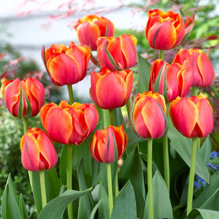 Tulipano - Queensday - Tulipa - Intenso, con fiore pieno e compatto - 5 bulbi