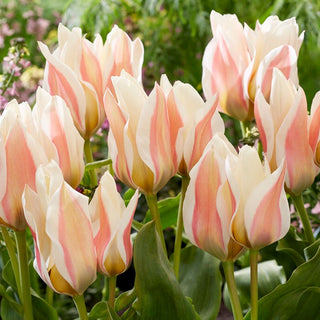 Tulipano - Serano - Tulipa - Fiori doppi rossi classici - 5 bulbi