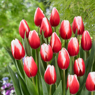 Tulipano - Timeless - Tulipa - Fiori doppi, forma classica - 5 bulbi