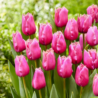 Tulipano - Louvre - Tulipa - Fiori frangiati, leggeri e colorati - 5 bulbi