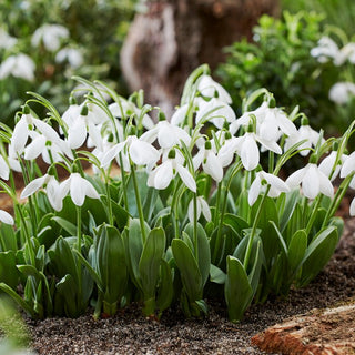 Galanthus a fiore grande - Mount Everest - Primo splendore bianco in giardino - 3 bulbi