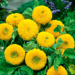 Girasole Teddy Bear - Nano e resistente alle malattie - Helianthus annuus - Busta Gigante - 1 kg