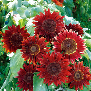 Girasole Moulin Rouge - Fiori magnifici color mogano rosso - Helianthus annuus - Busta Grande - 100 g