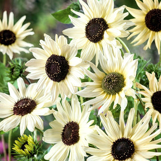 Girasole Italian White - Accento ornamentale, perfetto per bouquet - Helianthus debilis - 100 g