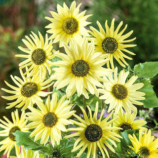 Girasole Italian Green Heart - Straordinarie, verdi e abbondanti fioriture - Helianthus debilis - 100 g