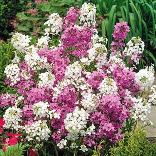 Dame's Rocket Mixed - Visual Feast of Colours - Hesperis matronalis - Premium Seeds