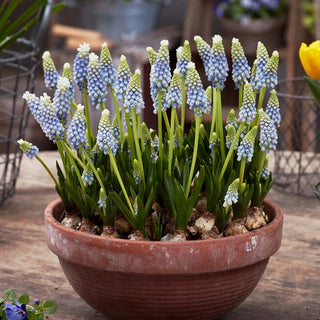 Muscari - Julia - Semplicità sempre incantevole - 10 bulbi