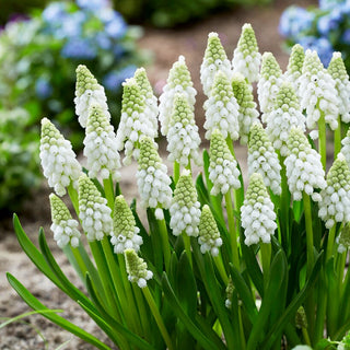 Muscari - White Pearl - Soffice tappeto di fiori bianchi - 5 bulbi