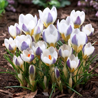 Crocus - Blue Bird - Dona alle composizioni leggerezza unica - 10 bulbi