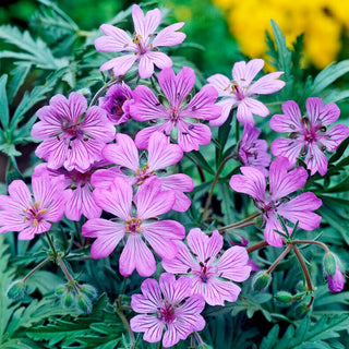 Geranio tuberoso - Geranium tuberosum - Fiori di fascino unico - 5 tuberi