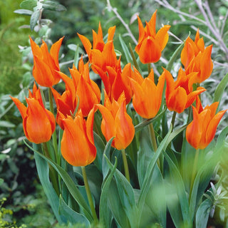 Tulipano fior di giglio - Arancione - Tulipa - Fiori slanciati, effetto intenso - 5 bulbi