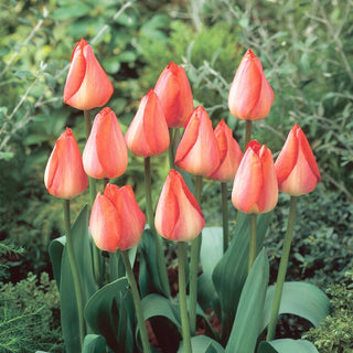 Tulipano - Big Chief - Tulipa - Effetto rosa arancio wow - 5 bulbi