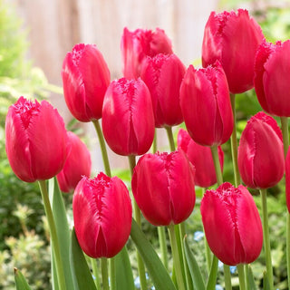Tulipano - Burgundy Lace - Tulipa - Petali ondulati dall’effetto sorprendente - 5 bulbi