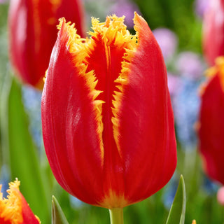 Tulipano - Fabio - Tulipa - Forma classica, colore intenso - 5 bulbi