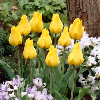 Tulipano - Golden Tango - Tulipa - Fiori a coppa doppi di grande fascino - 5 bulbi