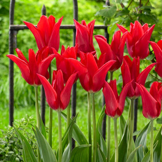 Tulipano - Moneymaker - Tulipa - Fiorisce regolarmente ogni anno - 5 bulbi