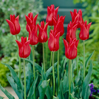 Tulipano fior di giglio - Rosso - Tulipa - Accento intenso, forma slanciata - 5 bulbi