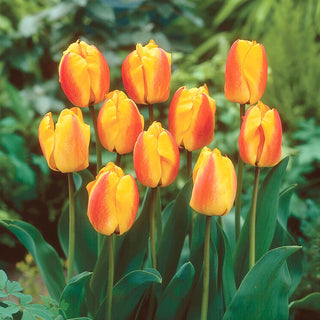 Tulipano - Oxford Wonder - Tulipa - Colori vivaci per aiuole primaverili - 5 bulbi