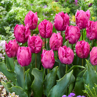 Tulipano - Parrot Prince - Tulipa - Petali dal bordo frangiato e decorativo - 5 bulbi