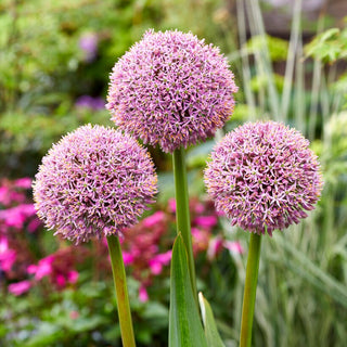 Allium - Lucky Balloons - Fiori viola maestosi