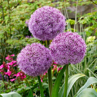 Allium - Party Balloons - Sfere viola per aiuola