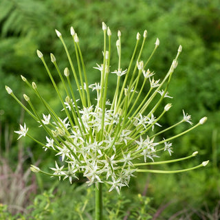 Allium - Arctic Snow - Stelle bianche in giardino