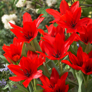 Tulipano - Praestans Zwanenburg Variety - Tulipa - Spettacolare e resistente al gelo - 5 bulbi