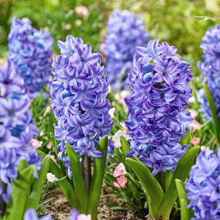 Giacinto - Aqua - Hyacinthus - Decorazione affidabile per il giardino - 3 bulbi