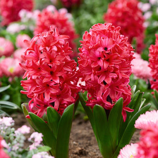 Giacinto - Red Glory - Hyacinthus - Accento scarlatto nella tua aiuola - 3 bulbi