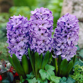 Giacinto - Blue Star - Hyacinthus - Ideale per aiuole e bordure - 3 bulbi