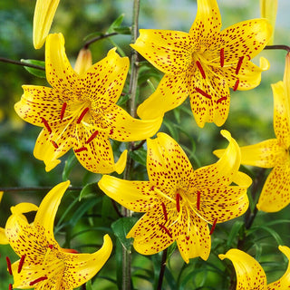 Giglio tigrato - Leichtlinii - Lilium - Profumo intenso d’estate in giardino