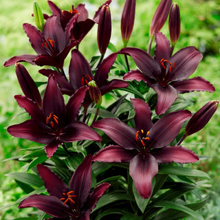 Giglio asiatico - Blacklist - Lilium - Fiori da aiuola dal colore intenso e scuro