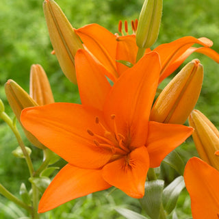 Giglio asiatico - Orange Ton - Lilium - Perfetto per vasi e bouquet