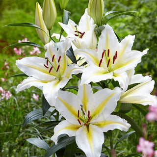 Giglio orientale - Baferrari - Lilium - Spettacolare decorazione per ogni giardino