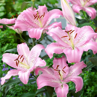 Giglio orientale - Josephine - Lilium - Ideale per aiuole, balconi e terrazze