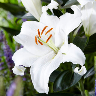 Giglio orientale - Mount Aspiring - Lilium - Eleganza candida in giardino