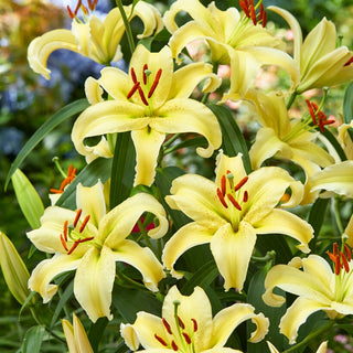 Giglio orientale nano - Gold Fever - Lilium - Profumo dolce che attira farfalle